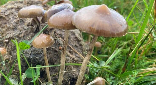 Magic-Mushrooms-in-the-UK